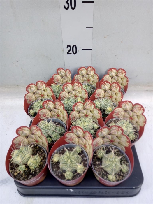 <h4>Euphorbia   ...</h4>