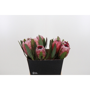 Protea Pink Ice