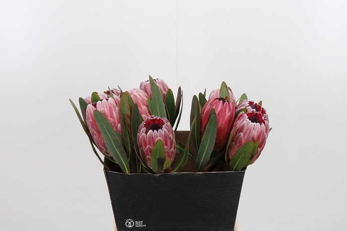 <h4>Protea Pink Ice</h4>