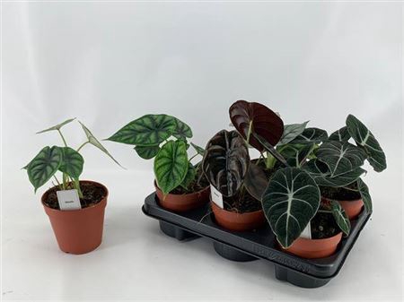 <h4>Alocasia gemengd</h4>