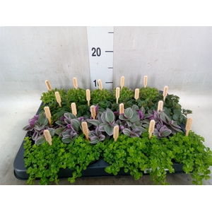 Planten  ..mix
