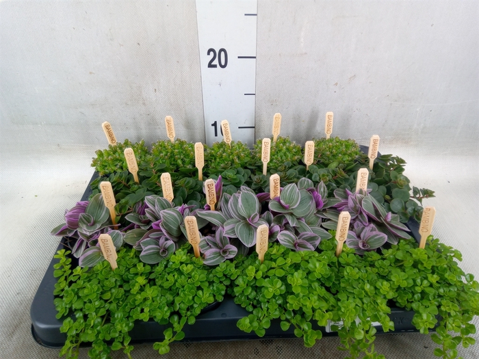 <h4>Planten  ..mix</h4>
