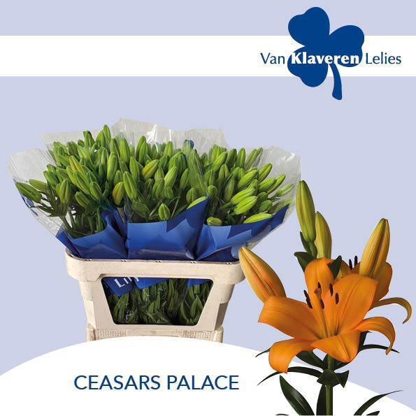 <h4>LI LA CAESARS PALACE</h4>