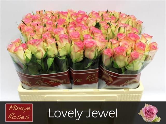 <h4>R GR LOVELY JEWEL</h4>