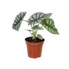 ALOCASIA SILVER DRAGON P12