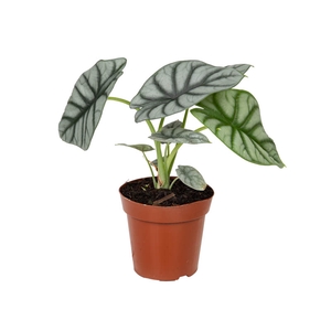 ALOCASIA SILVER DRAGON P12