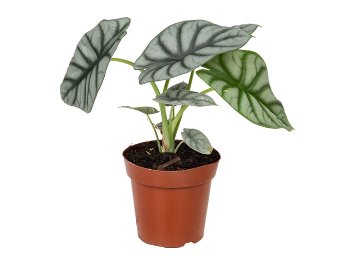 <h4>ALOCASIA SILVER DRAGON P12</h4>