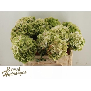 HYDR M CH WHI VER CL