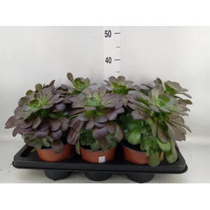 Aeonium arboreum 'Velours'