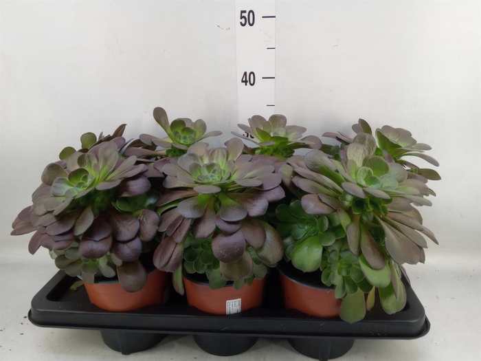 <h4>Aeonium arboreum 'Velours'</h4>