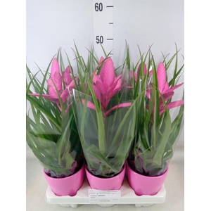 Tillandsia  'Antonio'