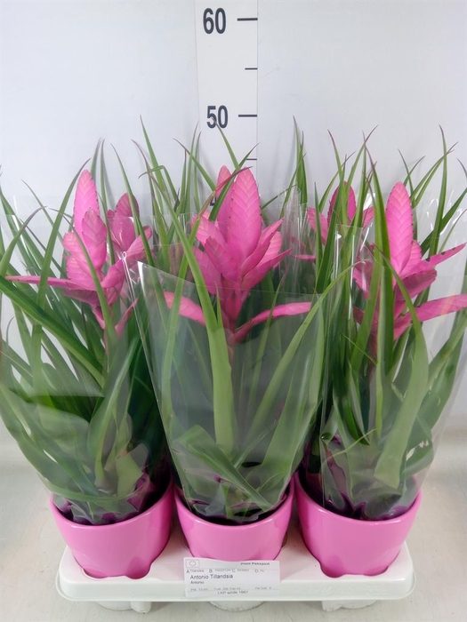 <h4>Tillandsia  'Antonio'</h4>