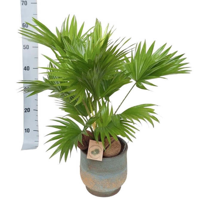 <h4>Livistona in Shirley sinly bleu D19</h4>