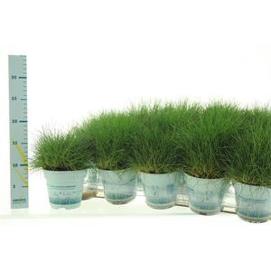 Festuca glauca Amigreen 10,5Ø 15cm