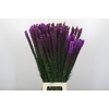 Liatris Callilepis