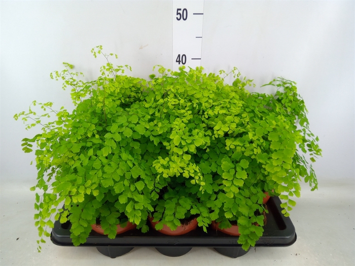 <h4>Adiantum raddi. 'Fragrans'</h4>