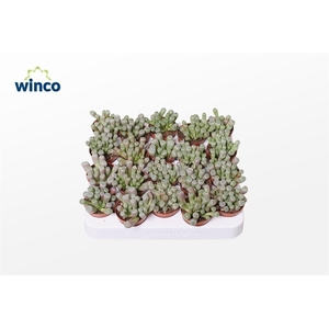 Fenestraria Aurantiaca