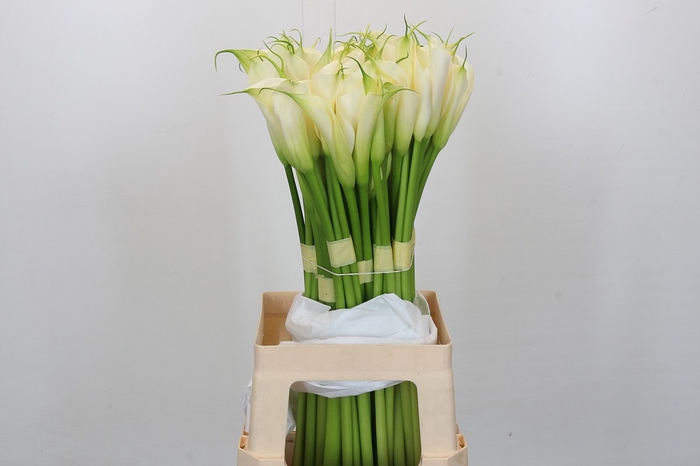 <h4>Zantedeschia Eydolls White</h4>