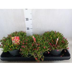 Delosperma coop. 'JewDesert'  ..mix