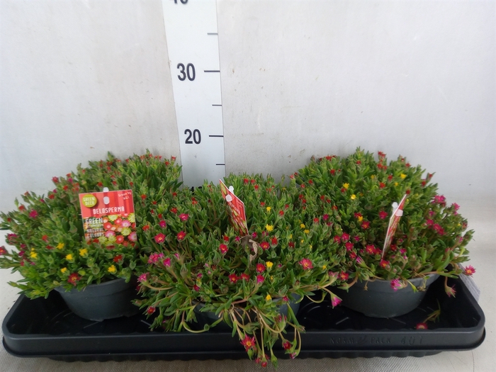 <h4>Delosperma coop. 'JewDesert'  ..mix</h4>