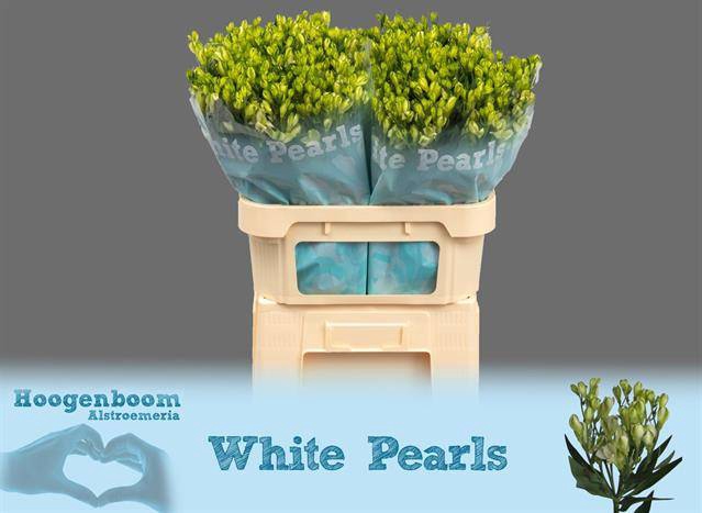 <h4>Alstroemeria fl white pearls</h4>