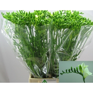 Freesia enk Diamond River