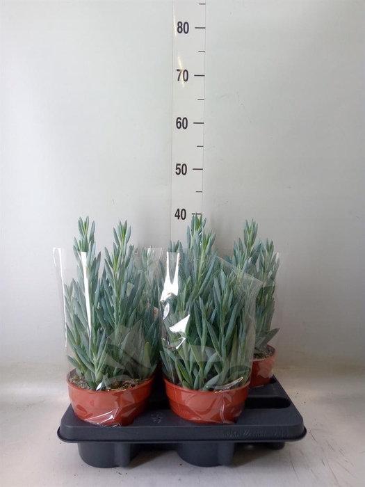 <h4>Curio ficoides 'Mount everest'</h4>