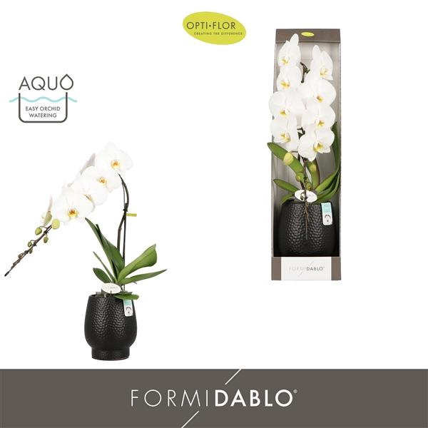 <h4>Phalaenopsis overig wit</h4>