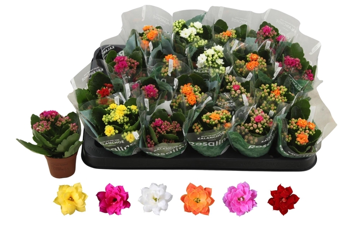 <h4>KAL GE RO GEM 6 KL</h4>