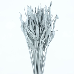 Dried Strelitzia Leafs Klb Silver