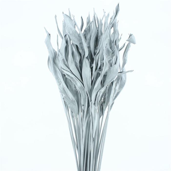 <h4>Dried Strelitzia Leafs Klb Silver</h4>