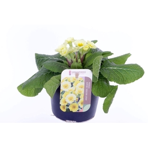 Primula elatior Veristar Lemon