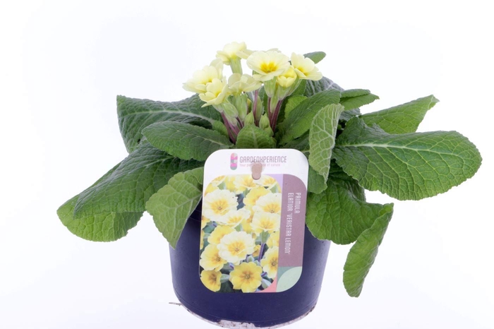 <h4>Primula elatior Veristar Lemon</h4>