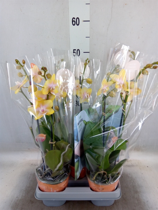 <h4>Phalaenopsis  'Bolgheri Lemon'</h4>