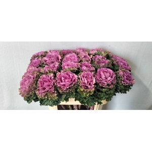 BRASS EMPIRE BOGDANA