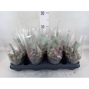 Ceropegia woodii ssp. woodii