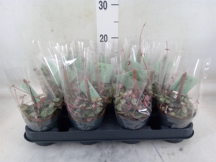 <h4>Ceropegia woodii ssp. woodii</h4>