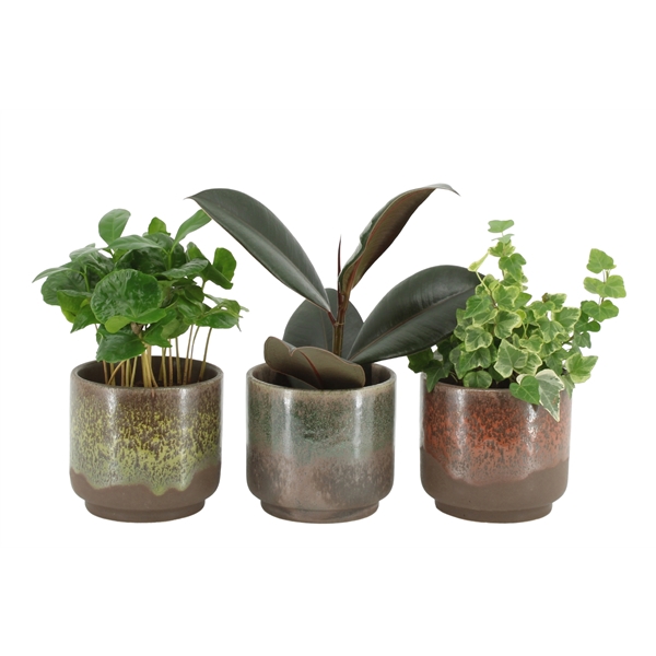 <h4>55008: Solutionss Plants</h4>