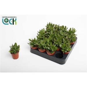 Crassula Moneymaker