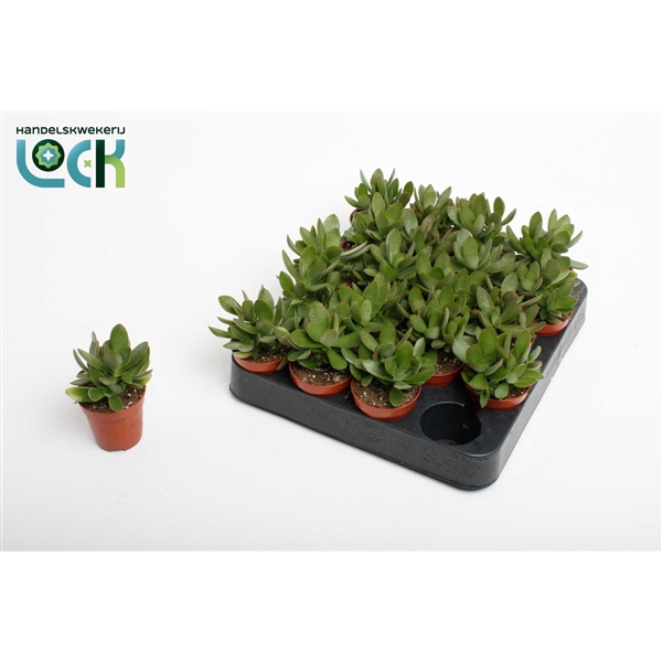 <h4>Crassula Moneymaker</h4>