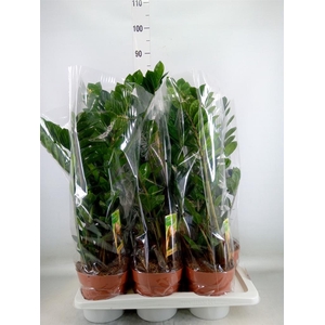 Zamioculcas zamiifolia