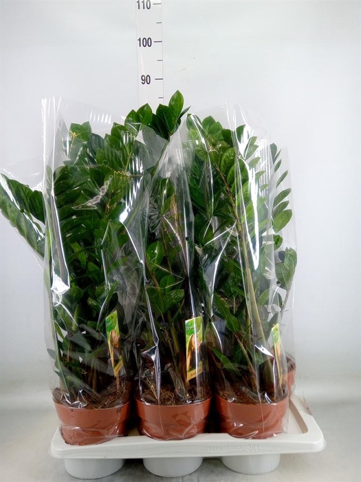 <h4>Zamioculcas zamiifolia</h4>