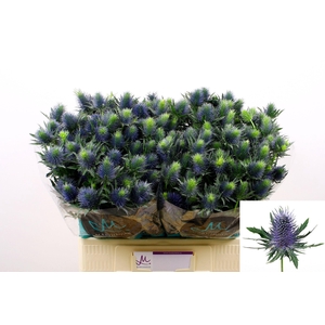 Eryngium Supernova Questar