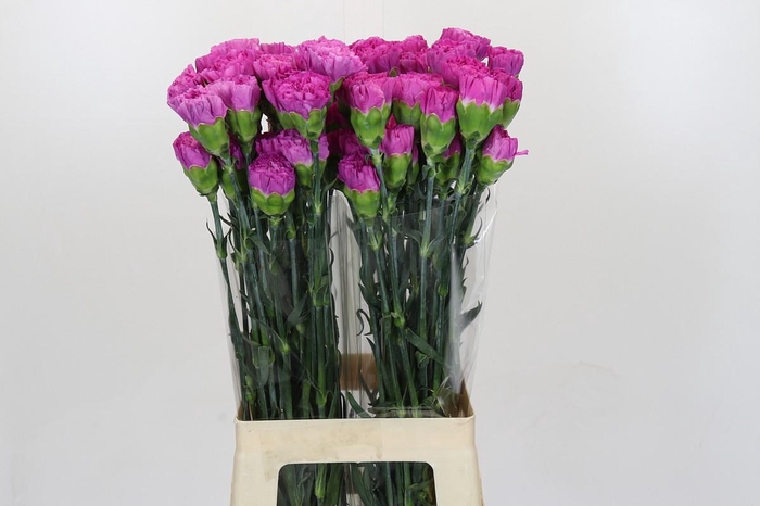 <h4>Dianthus St Tiepolo Fucsia</h4>