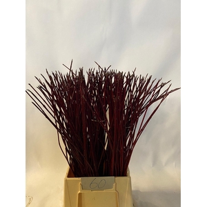 CORNUS ALBA SIBIRICA