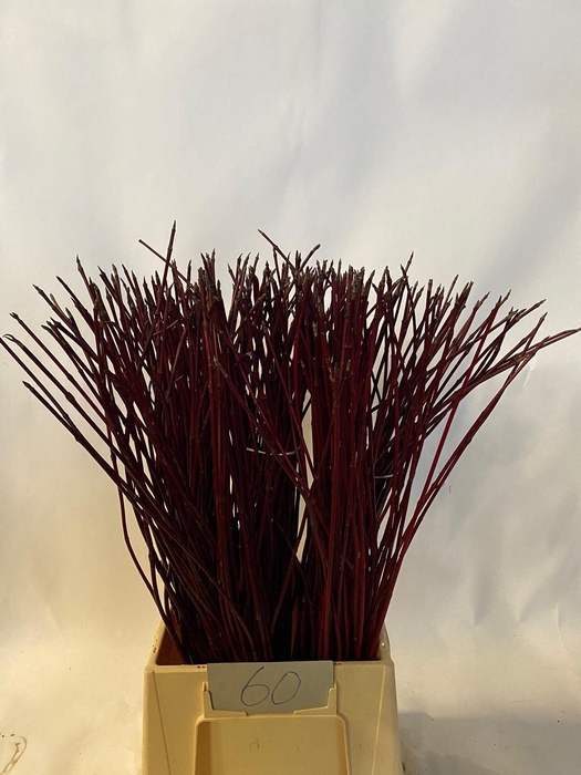 <h4>CORNUS ALBA SIBIRICA</h4>