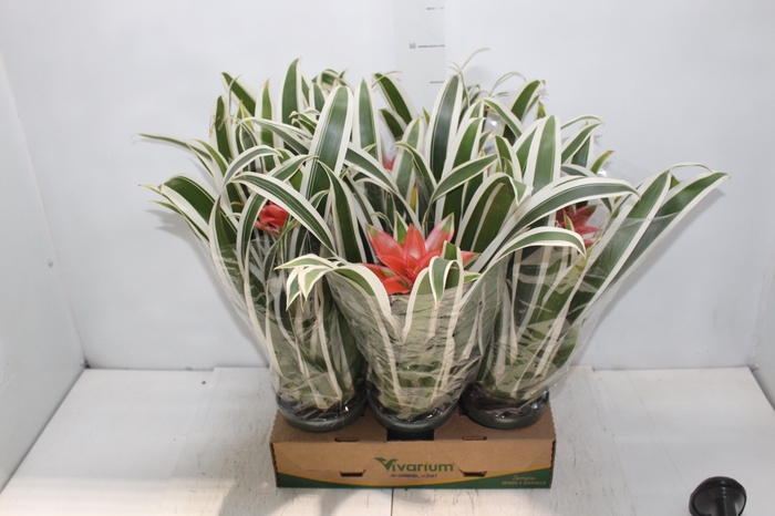 <h4>BROMELIA GUZMANIA LINGULATA MARGINATA P12</h4>