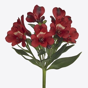 ALSTROEMERIA RUMBA