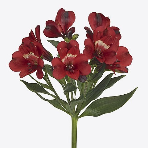 <h4>ALSTROEMERIA RUMBA</h4>