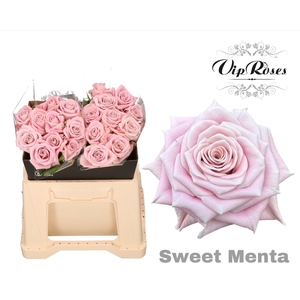 R KL SWEET MENTA